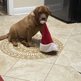 Labrador Retriever Puppies from B&L Chocolate Farm