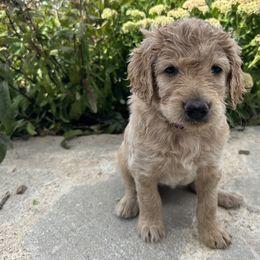 Pansy (Purple) - Apricot Goldendoodle puppy in Spearfish, South Dakota from Hillsview Farm