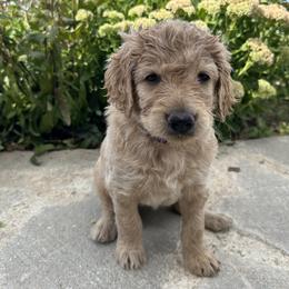Pansy (Purple) - Apricot Goldendoodle puppy in Spearfish, South Dakota from Hillsview Farm