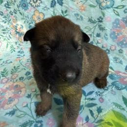 Vitani - Sable female Working Dog Cross puppy in Sheridan, Arkansas from Dark Sky Kennels