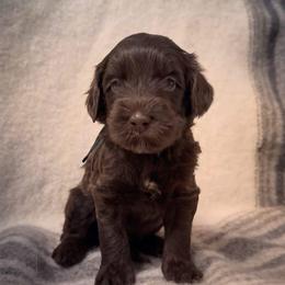 Willie - Chocolate male Labradoodle puppy in Danville, Indiana from Marley’s Doodle Ranch