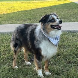 Bentley - Miniature Australian Shepherd