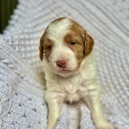 Star - Parti male Goldendoodle puppy in Stockton, California from Port City Doodles
