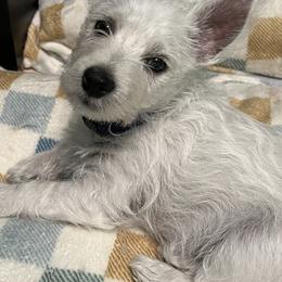 Purple - White male West Highland White Terrier puppy in Ogden, Utah from Westie Lovers