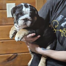 Bulldog, Doberman Pinscher, and French Bulldog Puppies from Snapp Valley Bulldogs