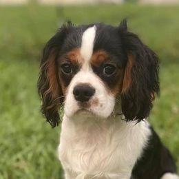Ozzy - Cavalier King Charles Spaniel