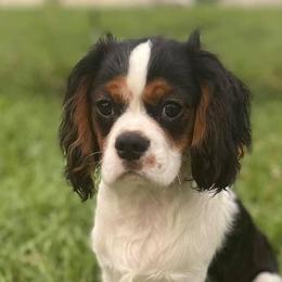 Ozzy - Cavalier King Charles Spaniel
