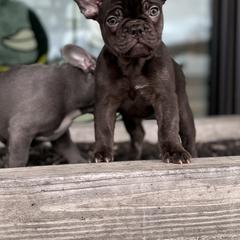 French Bulldog Puppies from Fancy Frenchies