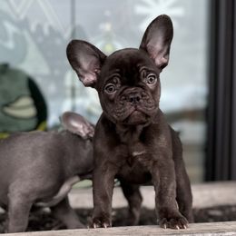 French Bulldog Puppies from Fancy Frenchies