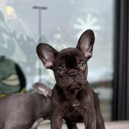 French Bulldog Puppies from Fancy Frenchies