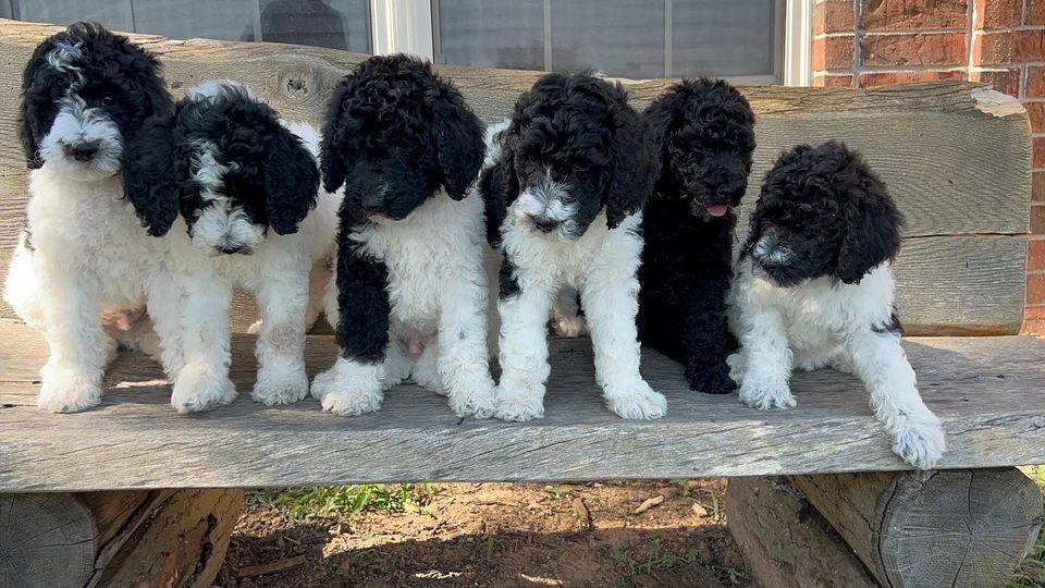 Poodle Plus in Arkansas | Poodle puppies | Good Dog