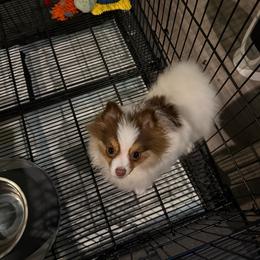 Taylee - Tri-colored female Pomeranian puppy in Minooka, Illinois from Sheree’s Pomeranians