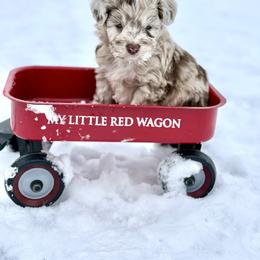 Gordy - Brown merle male Aussiedoodle puppy in Science Hill, Kentucky from Southern Paws Kennels