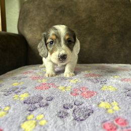 Dachshund Puppies from JBDKennel