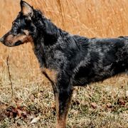 Beaucerons from Highside