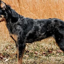 Beaucerons from Highside