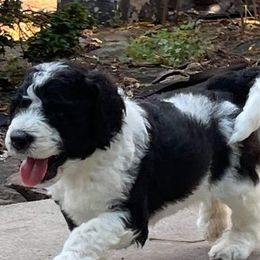 Goldendoodles from Grace Haven Farm