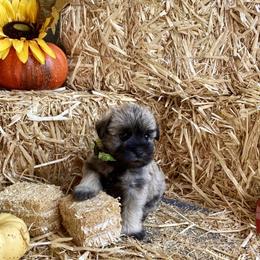 Miniature Schnauzer Puppies from Schnauzers on Robinson Lane