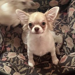 Vinny - Gold and white male Chihuahua puppy in Allentown, Pennsylvania from Tsunami Cockers & Chihuahuas