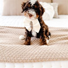 Bernedoodle Puppies from Jordan Family Doodles