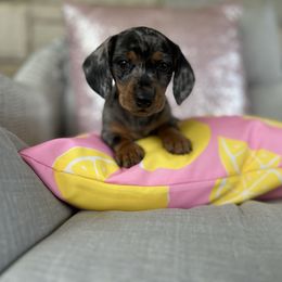 Rory - Dapple female Dachshund puppy in Mt. Sterling, Kentucky from Decadent Doxies of KY
