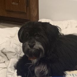 Havanese Puppies from Homefull of Havanese