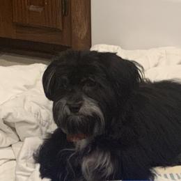 Havanese Puppies from Homefull of Havanese
