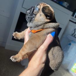 Theo red fawn sable from ofa'd parents - Fawn male French Bulldog puppy in Billings, Montana from Montana Made Frenchies