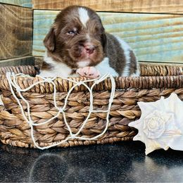 TIDE - White and brown male Newfoundland puppy in Tully, New York from Bear Paw Newfoundlands