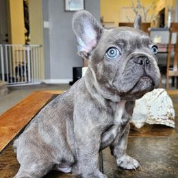 Shrek - Fawn brindle and white male French Bulldog puppy in Fort Myers, Florida from Wendy's French Bulldogs