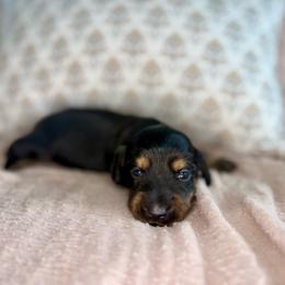 Black and tan female - Black and tan female Dachshund puppy in Beaver, Pennsylvania from Meaden’s Mini Dachshunds
