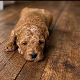 Goldie - Red female Bernedoodle puppy in Santa Barbara, California from K+C Doodles