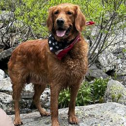 Toffee - Golden Retriever