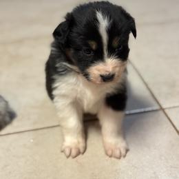 Australian Shepherd Puppies from Bullet & Whiskey’s Pups