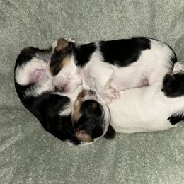 Yorkshire Terrier Puppies from Snacksville Yorkies