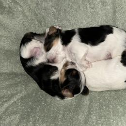 Yorkshire Terrier Puppies from Snacksville Yorkies