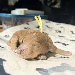 Legolas - Red  male Goldendoodle puppy in Pittsburg, Texas from Grace Springs Goldendoodles