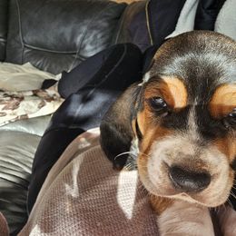 Basset Hound Puppies from Marvel-ous baby basset hounds
