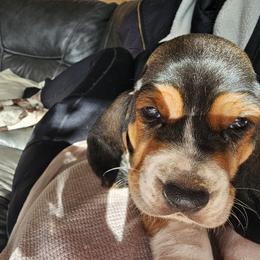Basset Hound Puppies from Marvel-ous baby basset hounds