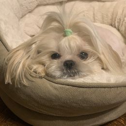 Baby - Shih Tzu