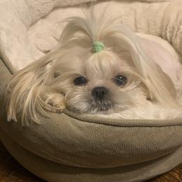 Baby - Shih Tzu