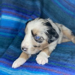 Australian Shepherd Puppies from NEK Aussies