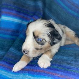 Australian Shepherd Puppies from NEK Aussies