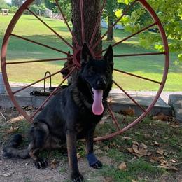 German Shepherds from Skaggs Shepherds