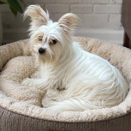 Milly - Yorkshire Terrier