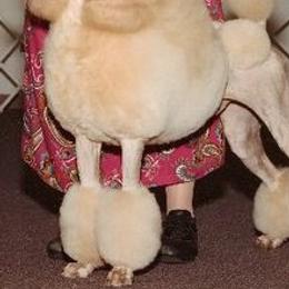 Poodles from Cerise Poodles