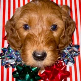 Green Girl - Red  female Goldendoodle puppy in Greensfork, Indiana from Fishermen’s Doodles