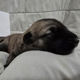 Anatolian Shepherd Dog Puppies from Florida Anatolian Shepherds