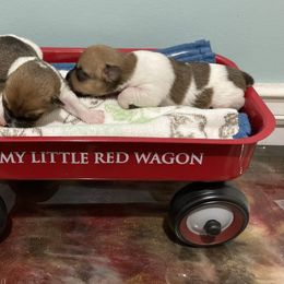 Boy 2 - White and sable male Teddy Roosevelt Terrier puppy in Russellville, Kentucky from Mud-E Acres Kennel