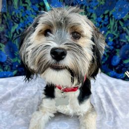 Havanese All Grown Up from HavtaHavRhavanese